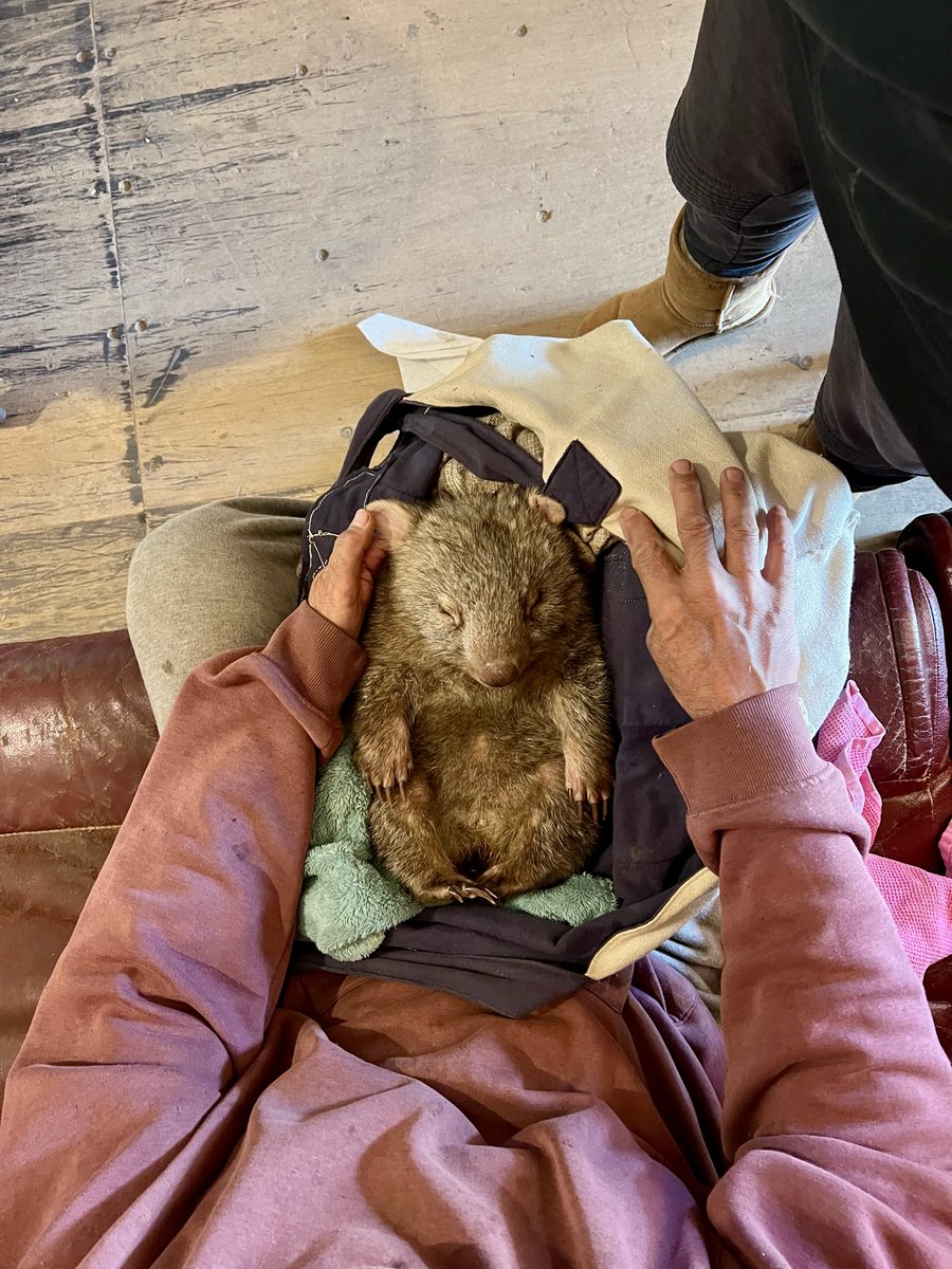 akローラ🇦🇺山暮らしとウォンバット tweet media