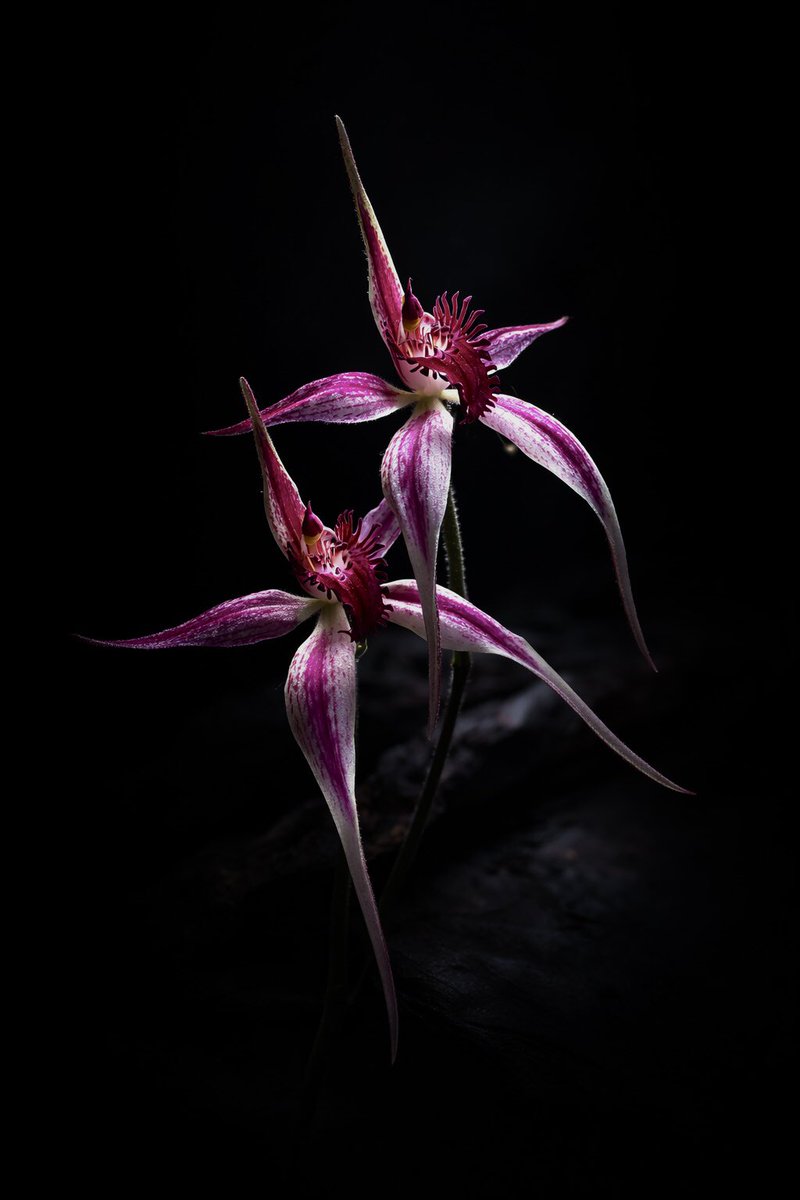 yasuhito fujinami tweet media