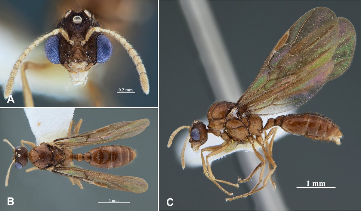 Myrmecological News tweet media