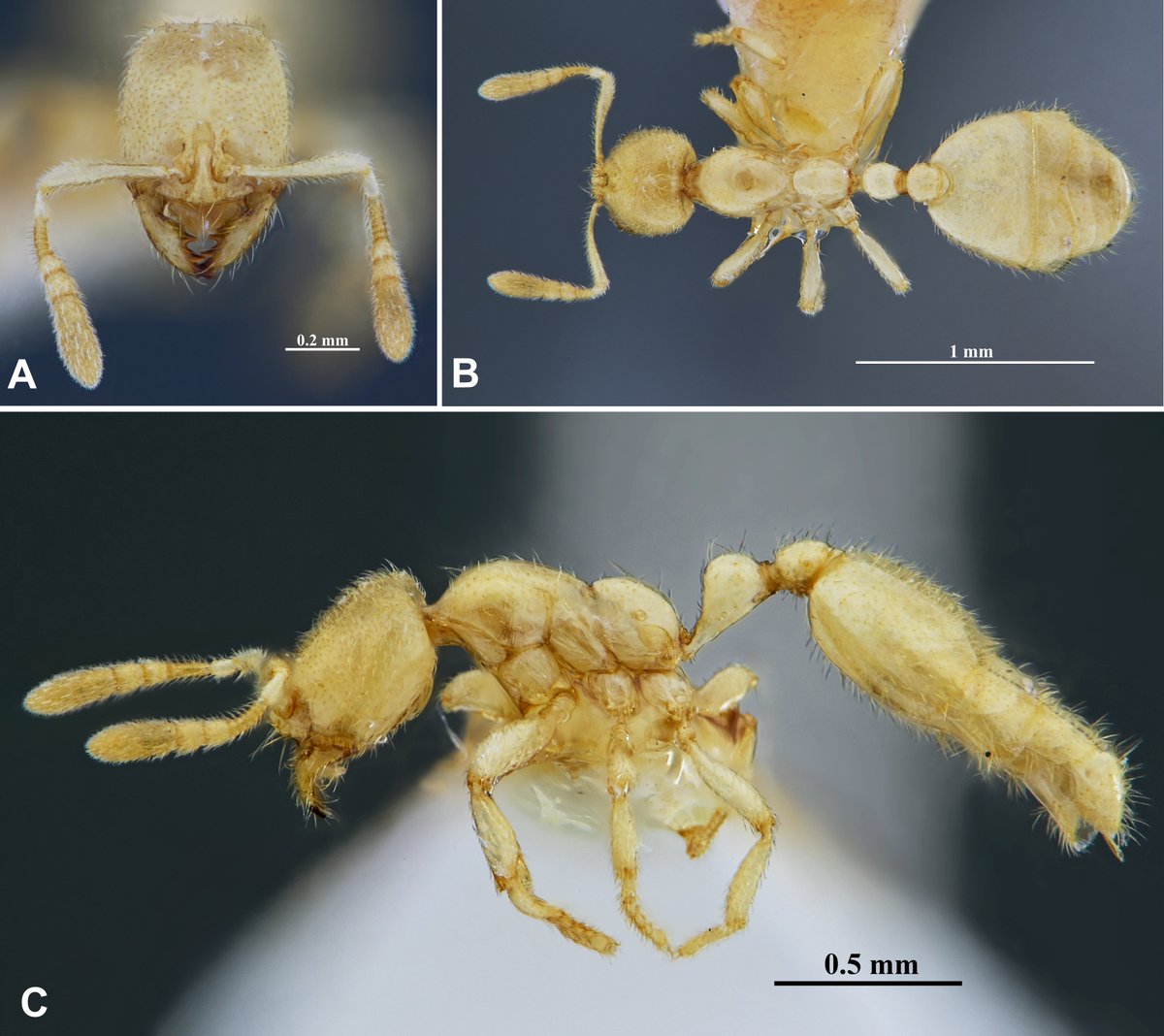Myrmecological News tweet media