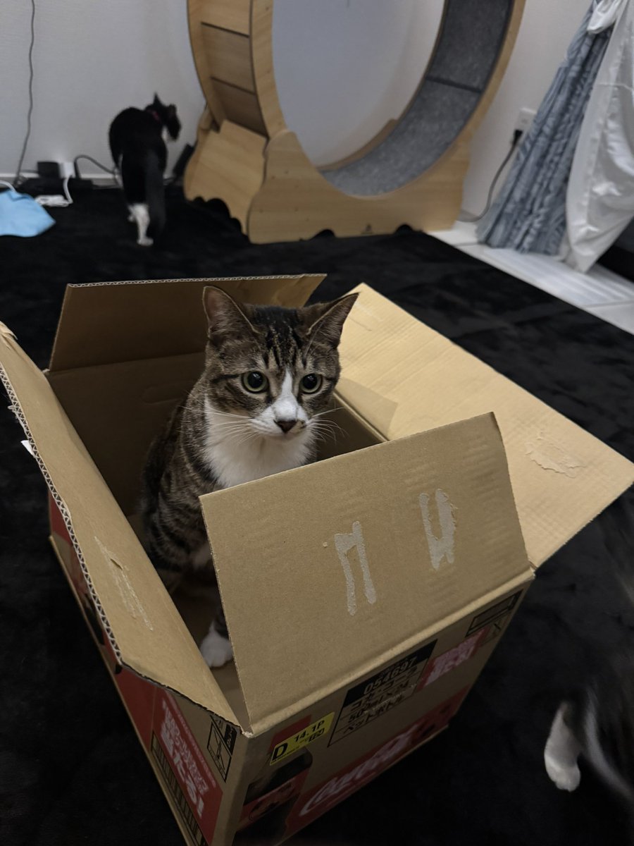 xazeze's tweet photo. 絶対ダンボール入るマン
キャットツリー定住☺️ https://t.co/Kqtn5zTQvB