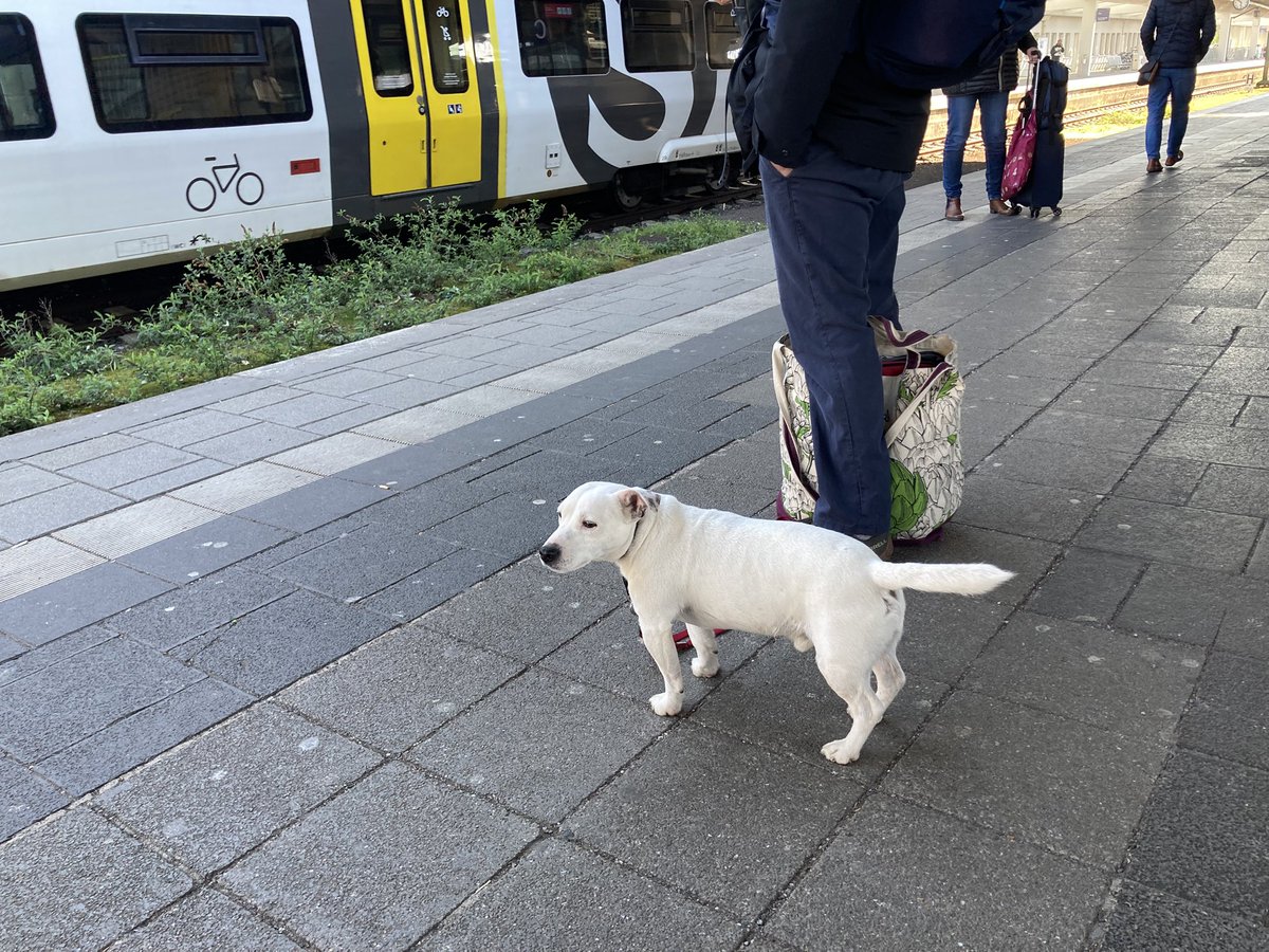 GeralGutierrezWien tweet media