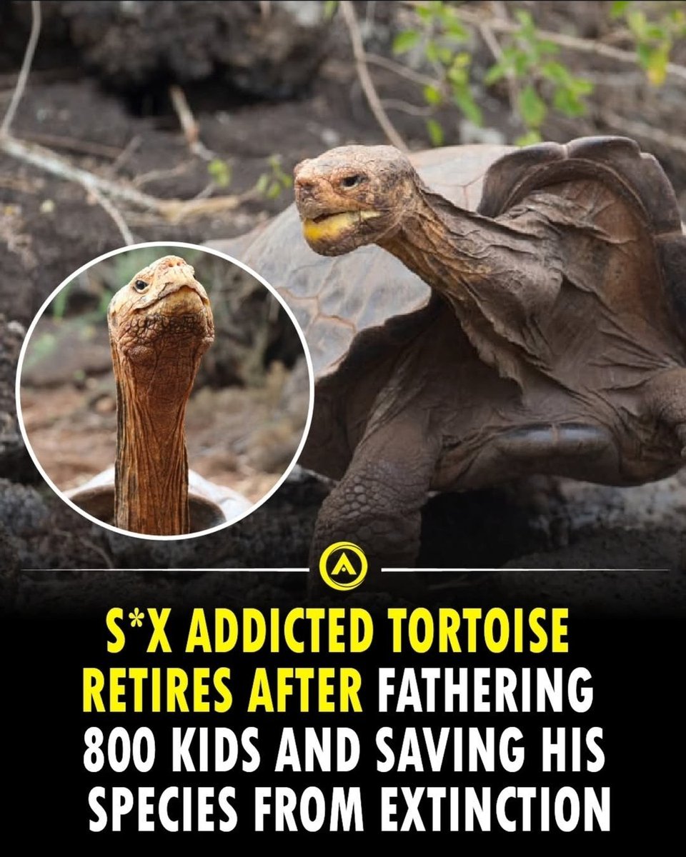 The Rabbit Hole tweet media