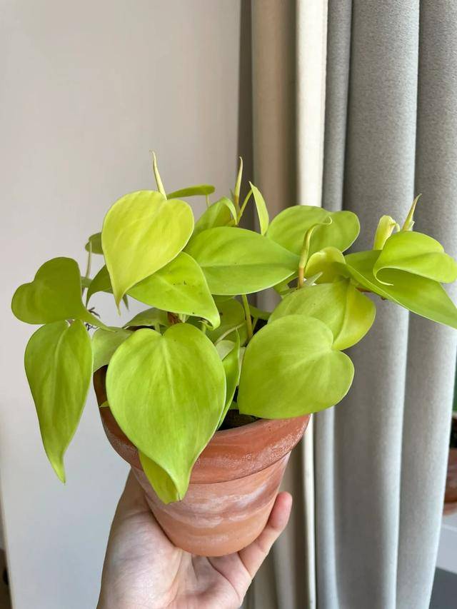 Thomas Turner tweet media