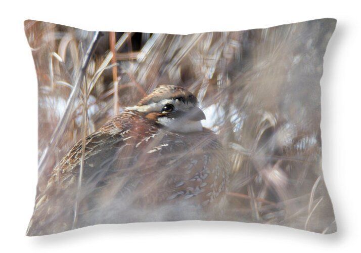 DebraMartz's tweet image. I spotted this Bob White snuggled into the grass, appearing to find warmth from the snow.
fineartamerica.com/featured/it-is…

#cold #winter #quail #snow #grasses #bird #birds #aves #BirdLovers #featheredFriends #ornithology #photography #PhotographyIsArt 
#DebraMartz @DebraMartz #homedecor