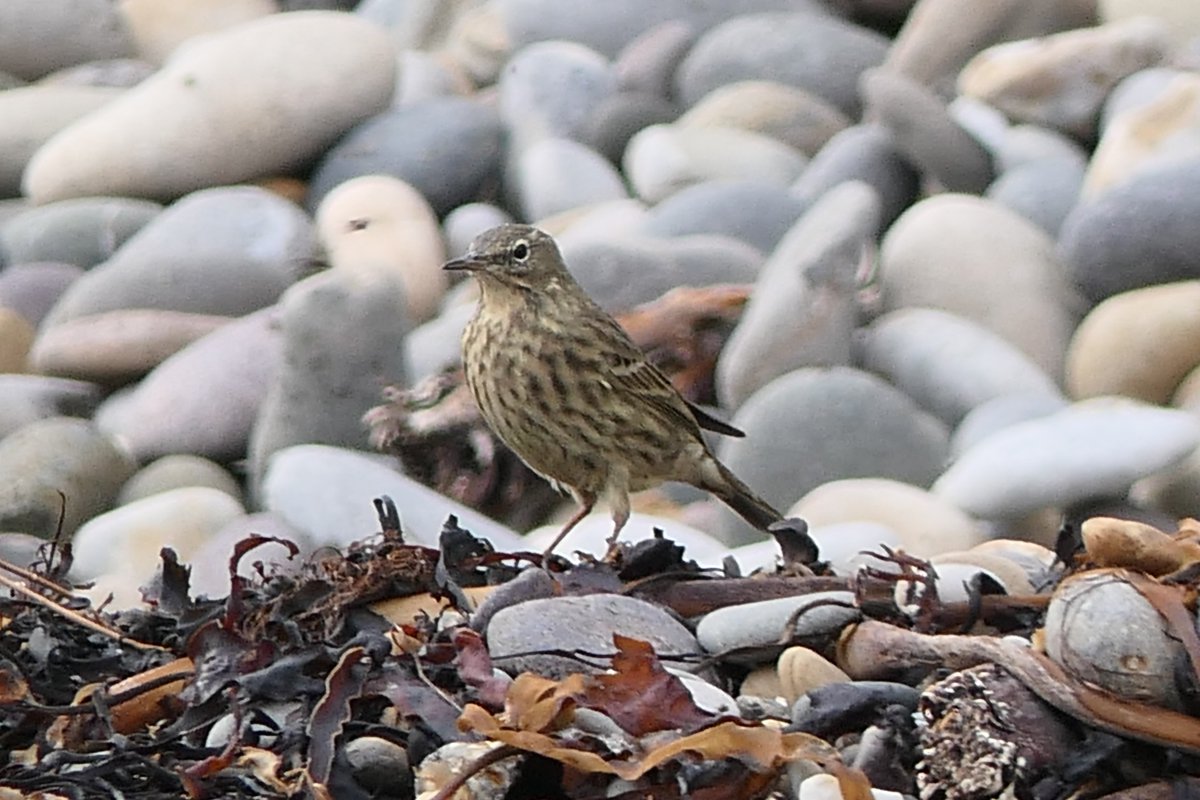 𝓡𝓮𝓿𝓭 𝓓𝓪𝓿𝓲𝓭 𝓐𝓽𝓴𝓲𝓷𝓼𝓸𝓷 tweet media