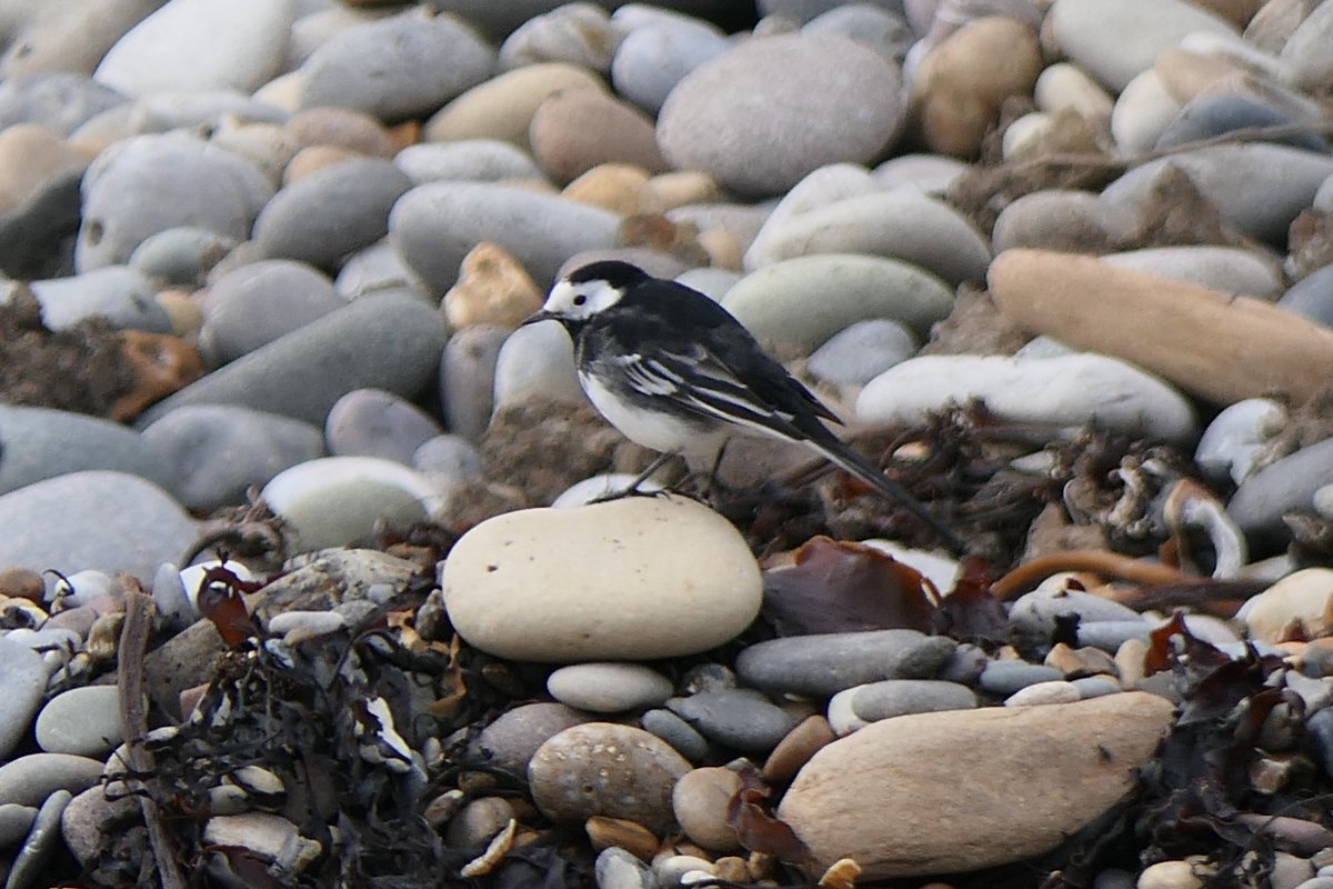 𝓡𝓮𝓿𝓭 𝓓𝓪𝓿𝓲𝓭 𝓐𝓽𝓴𝓲𝓷𝓼𝓸𝓷 tweet media