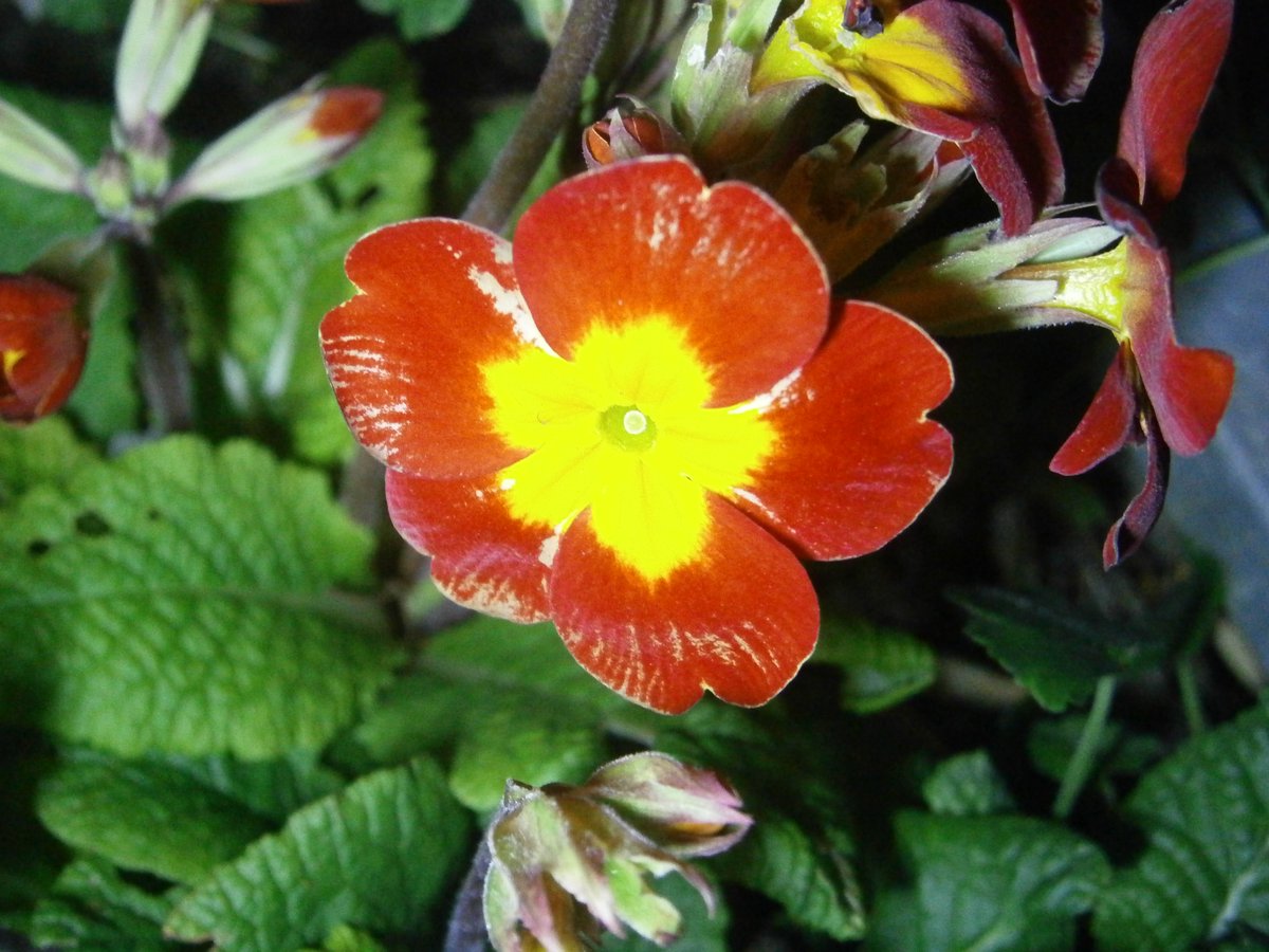 🥷Ninja boy🥷 🍃💚🍃 tweet media