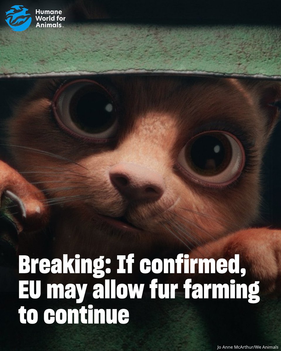 Humane World for Animals Europe tweet media