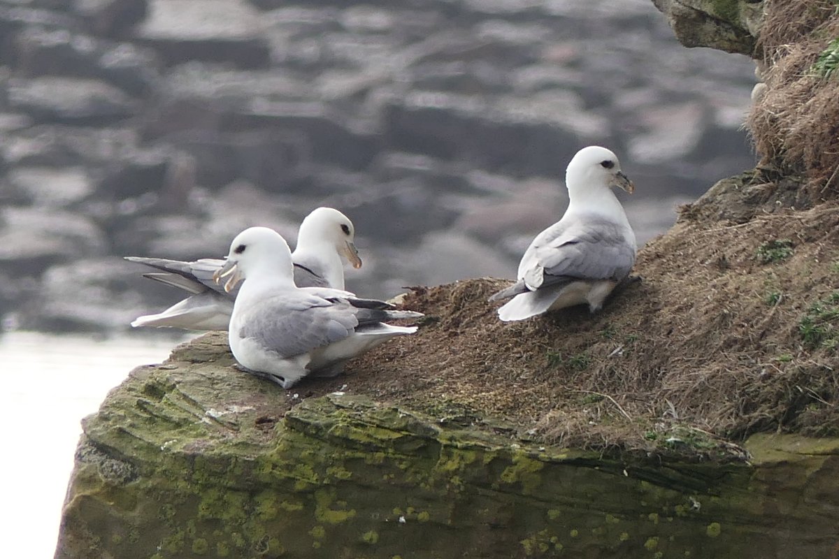 𝓡𝓮𝓿𝓭 𝓓𝓪𝓿𝓲𝓭 𝓐𝓽𝓴𝓲𝓷𝓼𝓸𝓷 tweet media