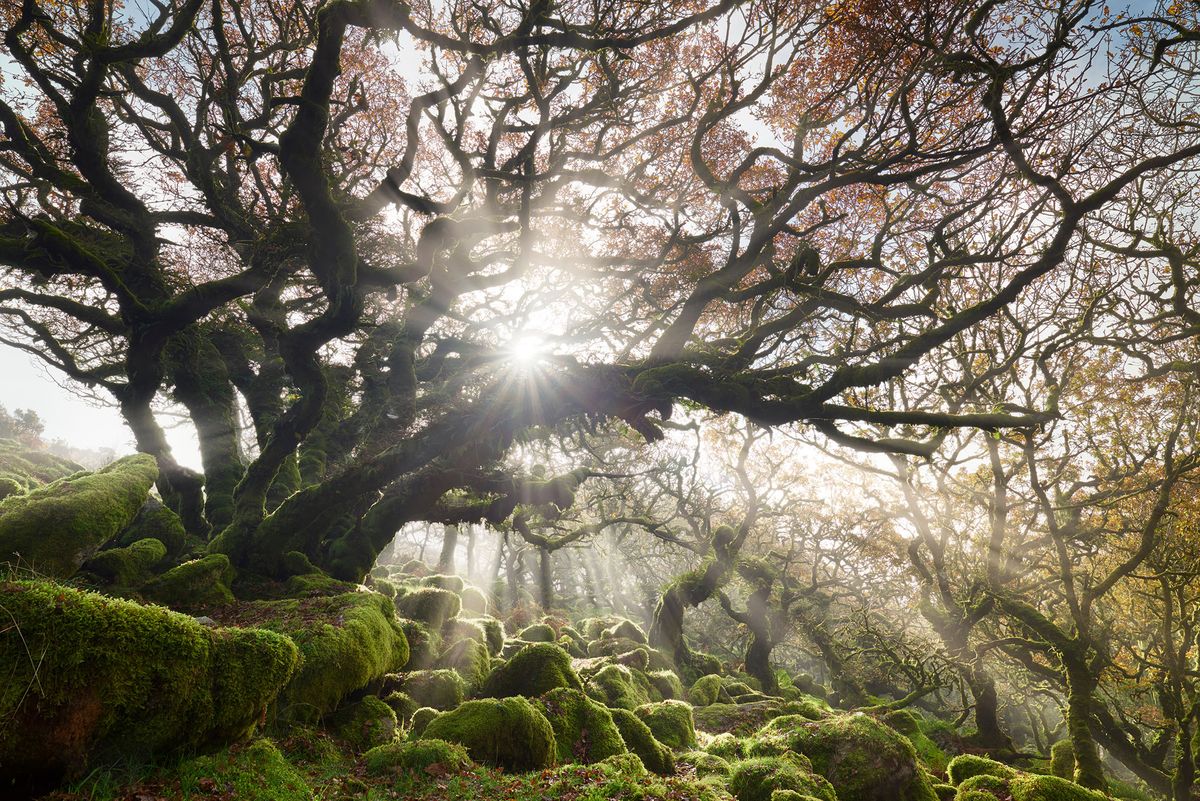“What goes too long unchanged destroys itself. The forest is forever because it dies and dies and so lives.”
― Ursula K. Le Guin, Tales from Earthsea