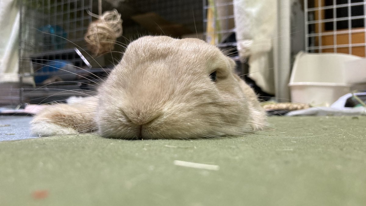 ぺこまる@モナカ tweet media