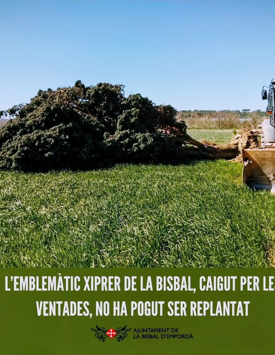 La volta al xiprer era un clàssic a la meva història i a la de tants d'altres equips del  <a href="/bisbalbasquet/">Bisbal Bàsquet //*//</a> durant la  pretemporada  , després de la festa l'odiavem es feia feixuc , al cap d'una setmana ja tornavem a ser amics . En plantem un?