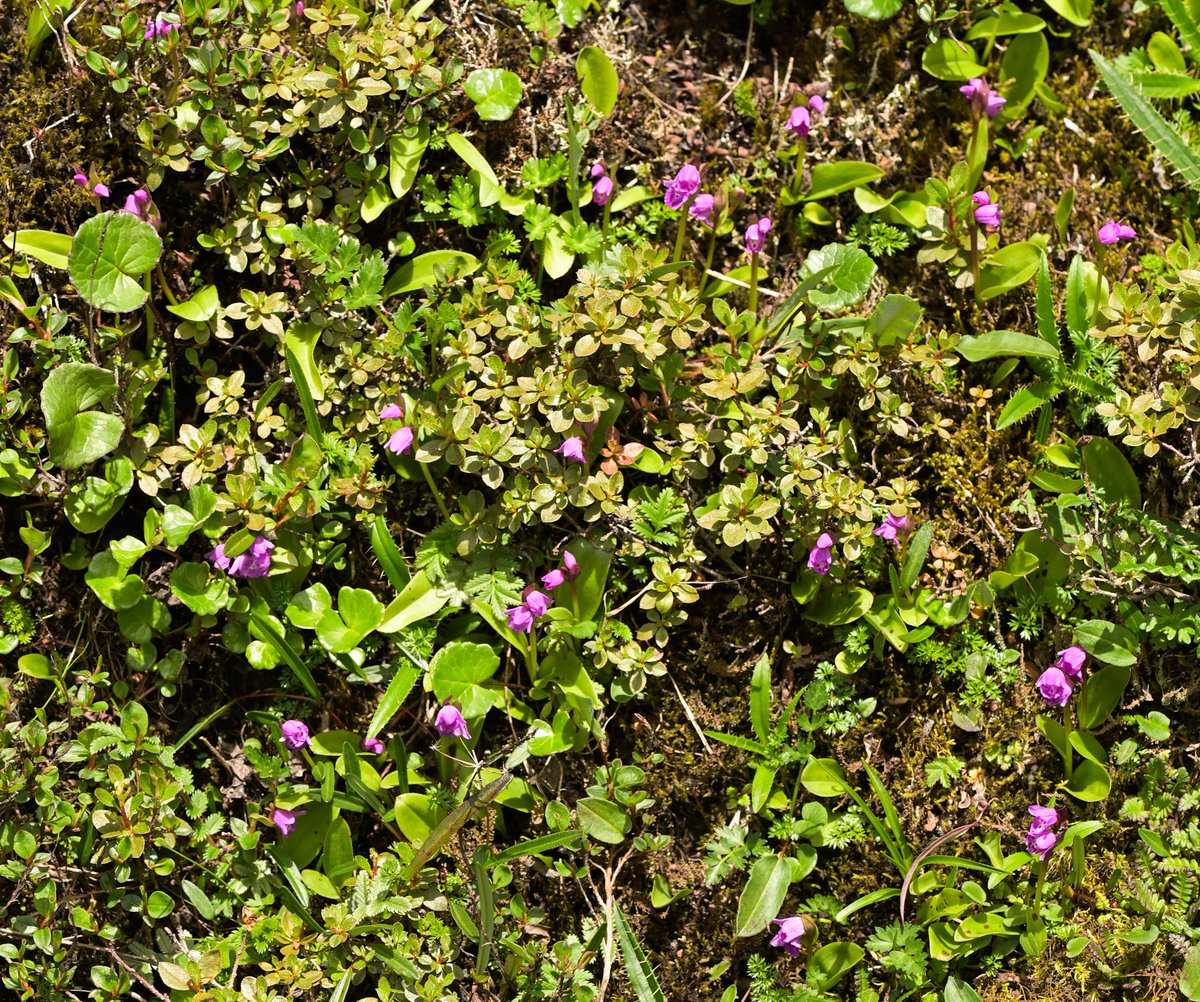 Naresh Swami tweet media