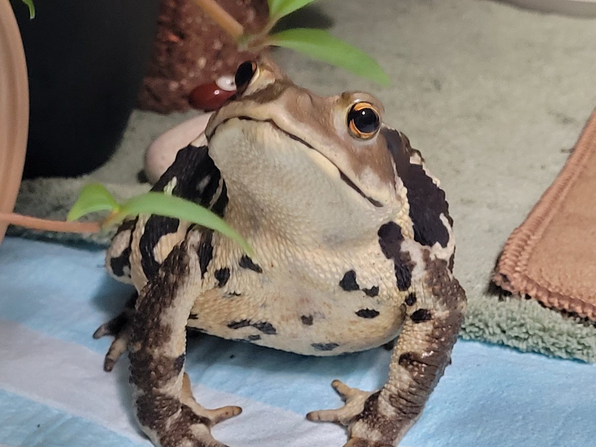 確定申告 tweet media