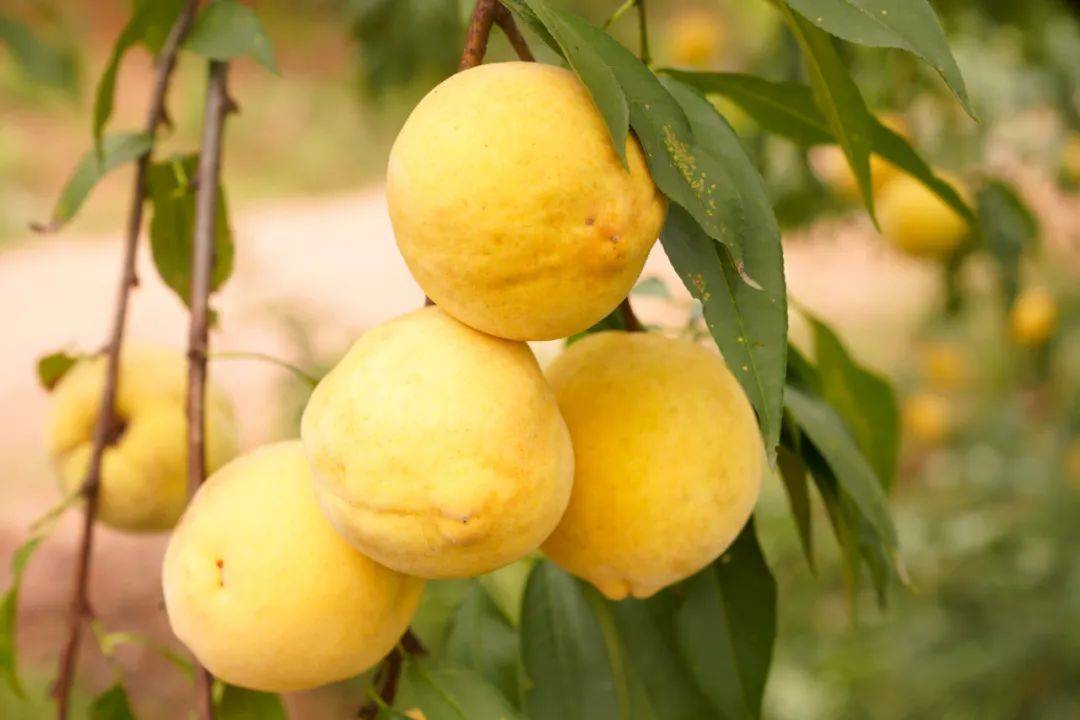 licha000 tweet media