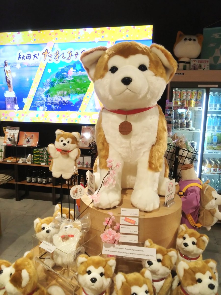 shiba_poteto22's tweet photo. 渋谷スクランブルスクエアのハチふるにて！
みんなかわいすぎる～🥺🧡🐾
ハチの絵本の試し読みを読んでたら本気で泣きそうになってしまった。

#ハチふる https://t.co/wHluMjvye6