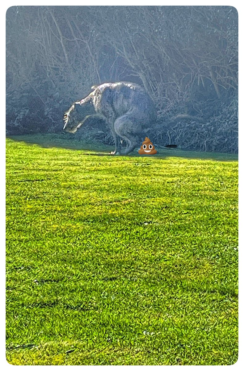 Flying Pig 🚁 tweet media