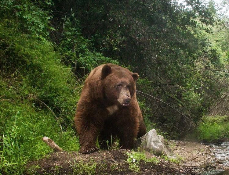 Bear Of The Day! tweet media