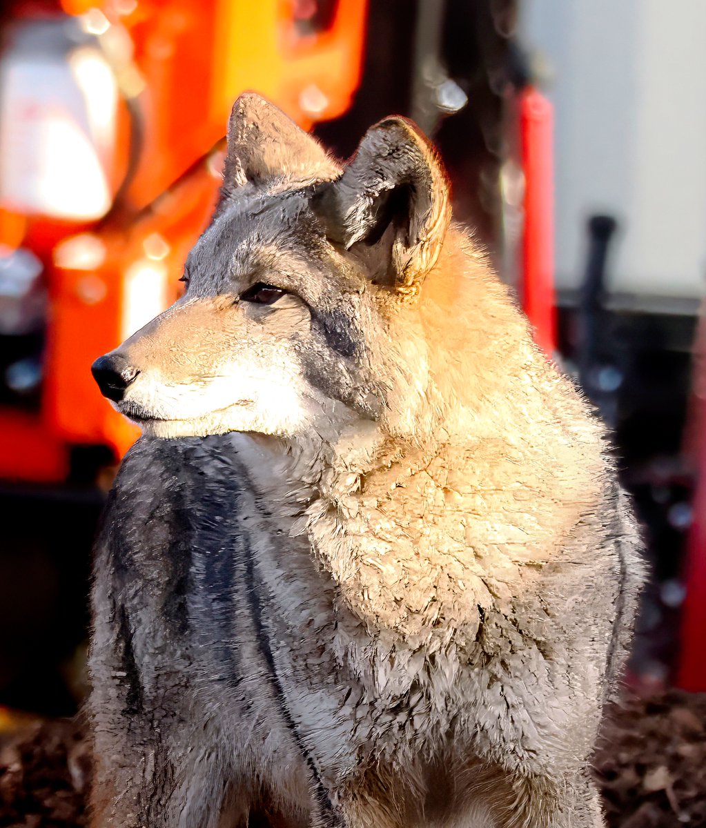 Above_96th tweet media