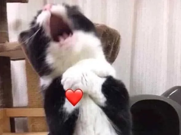 𓈒 520 ❀𓈒꙳ᶻ tweet media