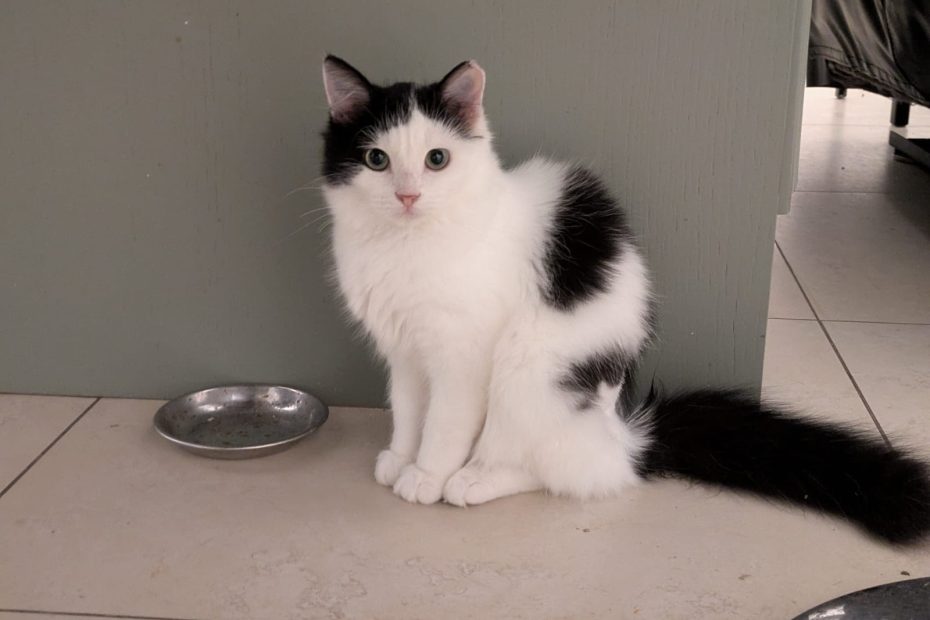 We have many lovely cats on our website looking for homes Cats for Rehoming – Roscommon SPCA CLG