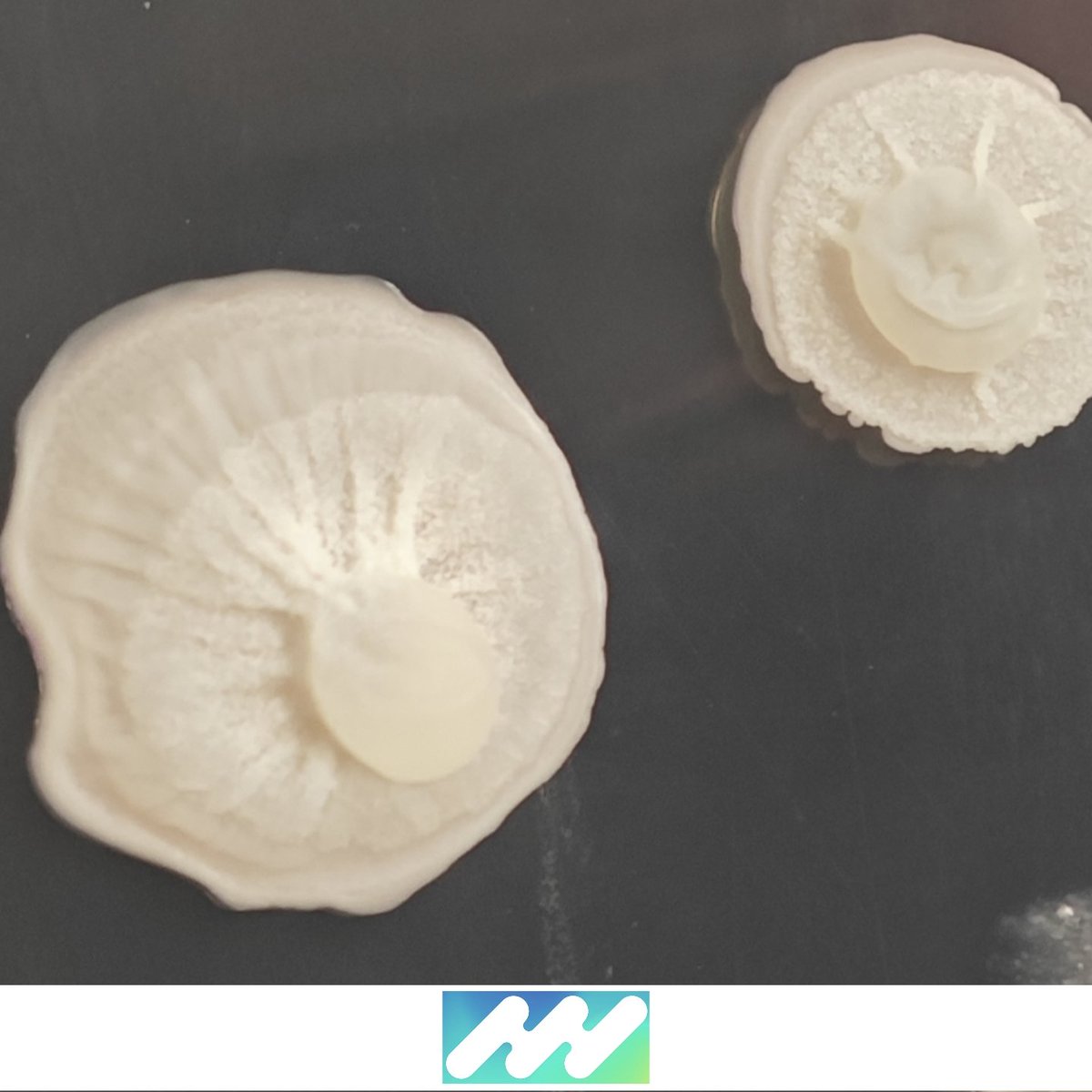 iPlantMicro Lab tweet media