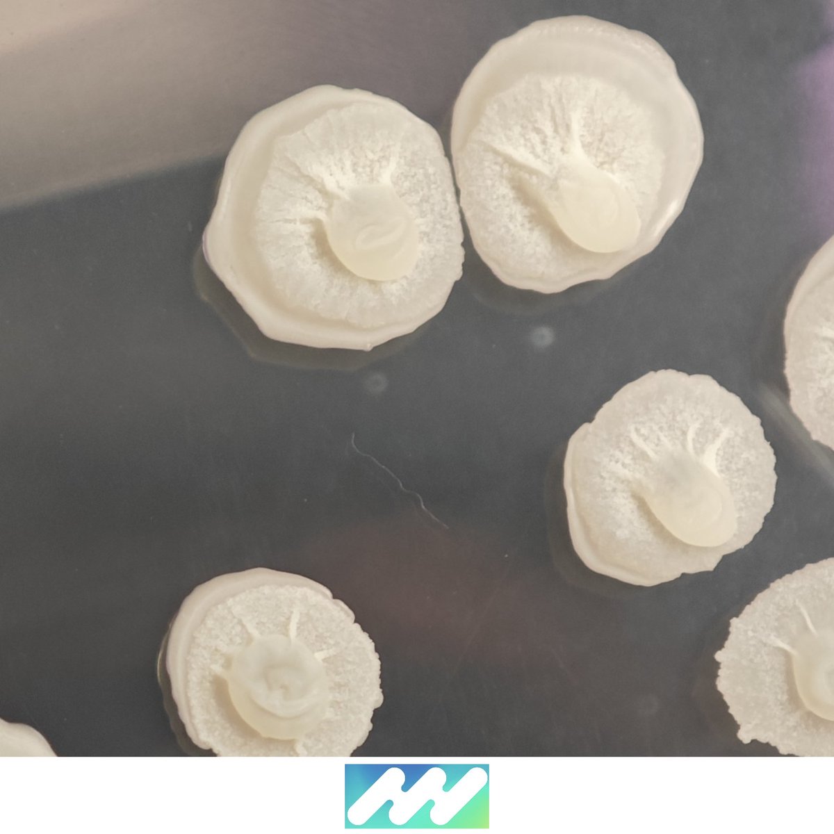 iPlantMicro Lab tweet media