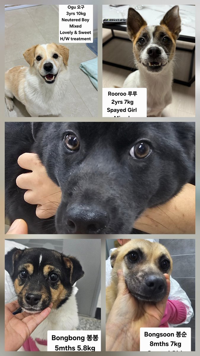 강릉보호소 구조자 미소♡사랑 tweet media