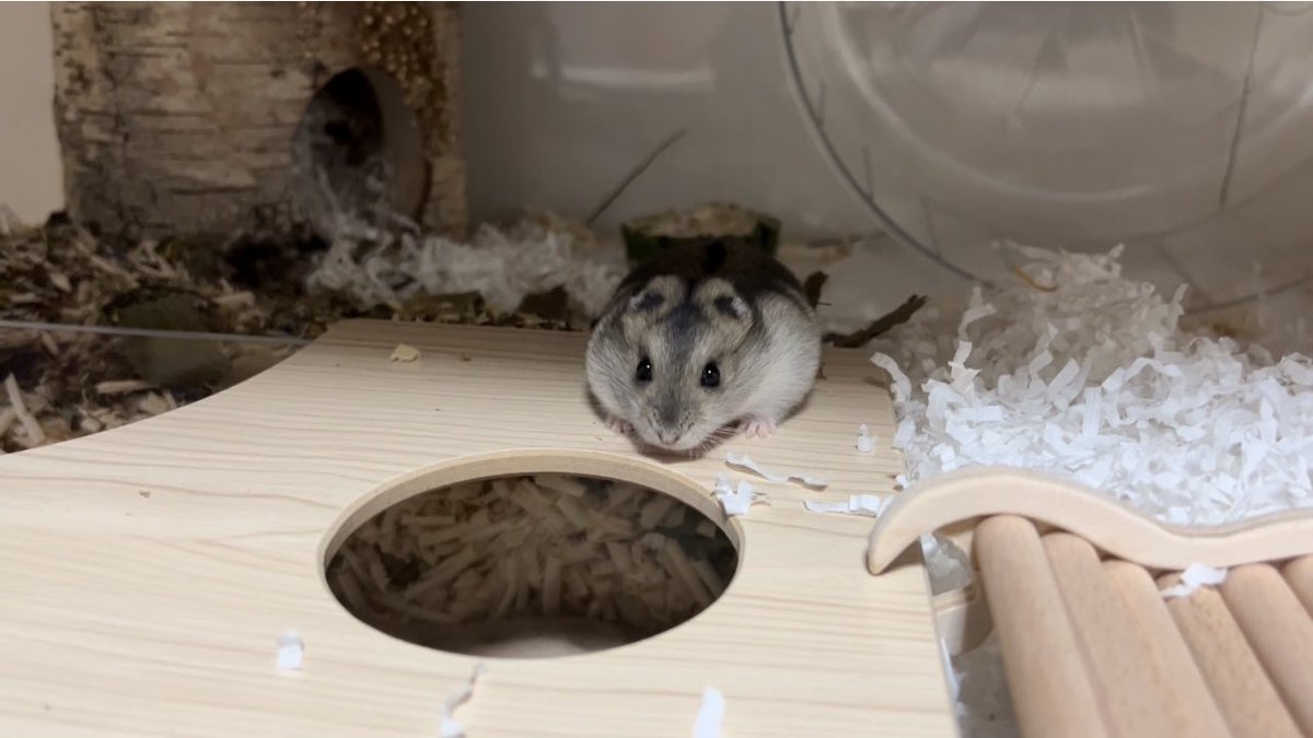 졸린 이장과 쥐인님들 tweet media