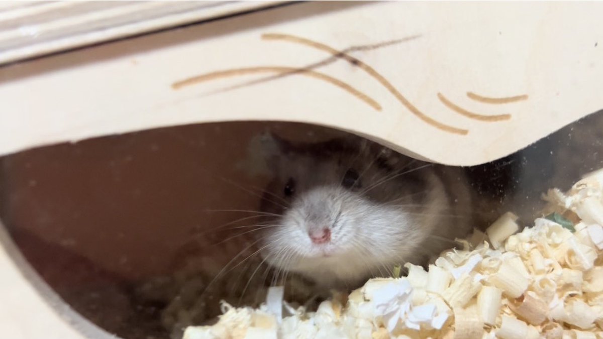 졸린 이장과 쥐인님들 tweet media