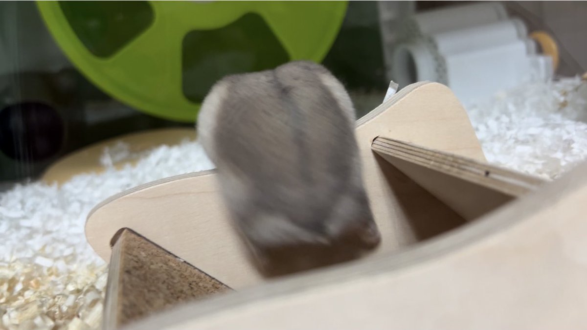 졸린 이장과 쥐인님들 tweet media