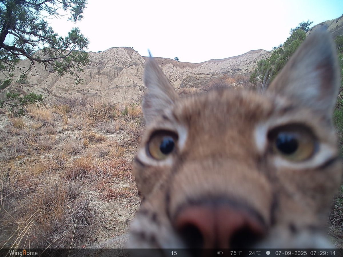 trailcam tweet media