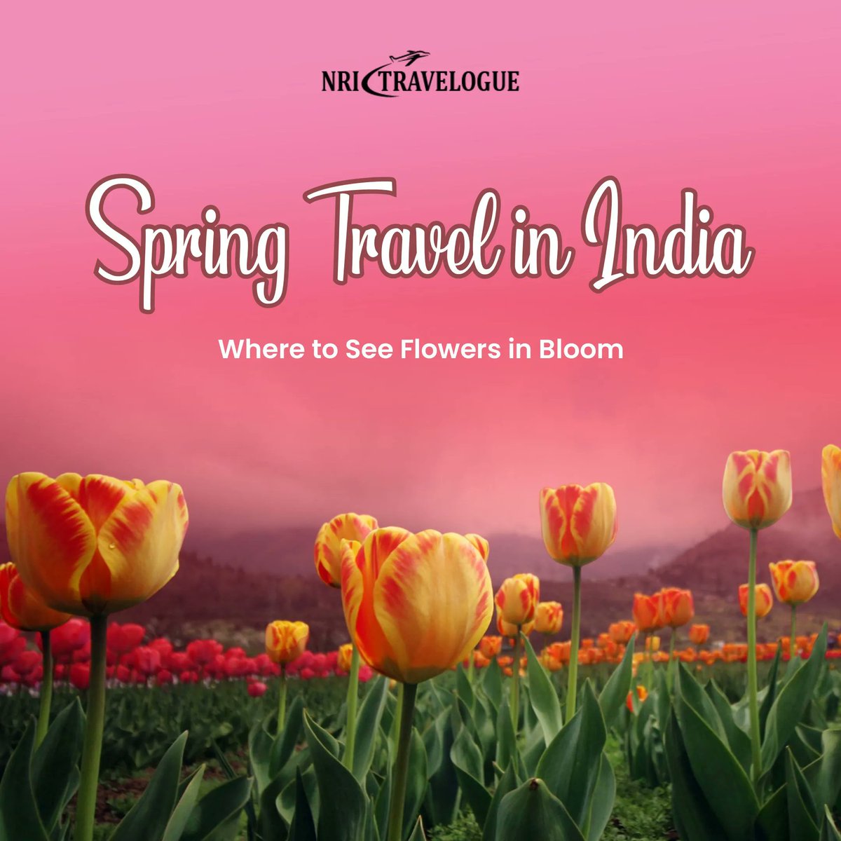 NRI Travelogue tweet media