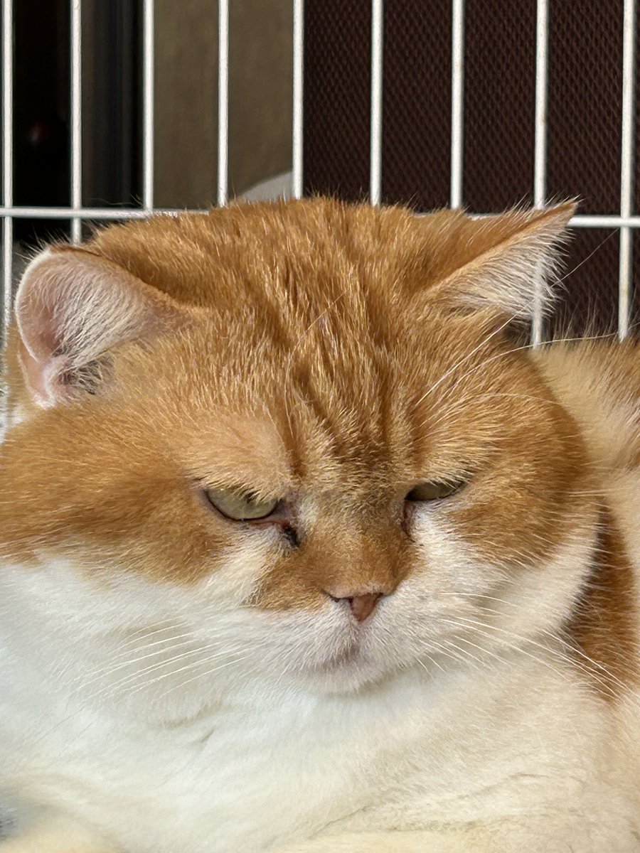 今日3月18日は一年前に母が亡くなった日…世界にひとつしかない手作りの沢山の服を作ってくれた事・毎日の美味しい食事を作ってくれた事…その無償の愛を日々噛み締めて過ごしています　母の愛する大福丸もそっちへ行ったから今頃は膝に抱かれているだろうな…会いたいな🥲