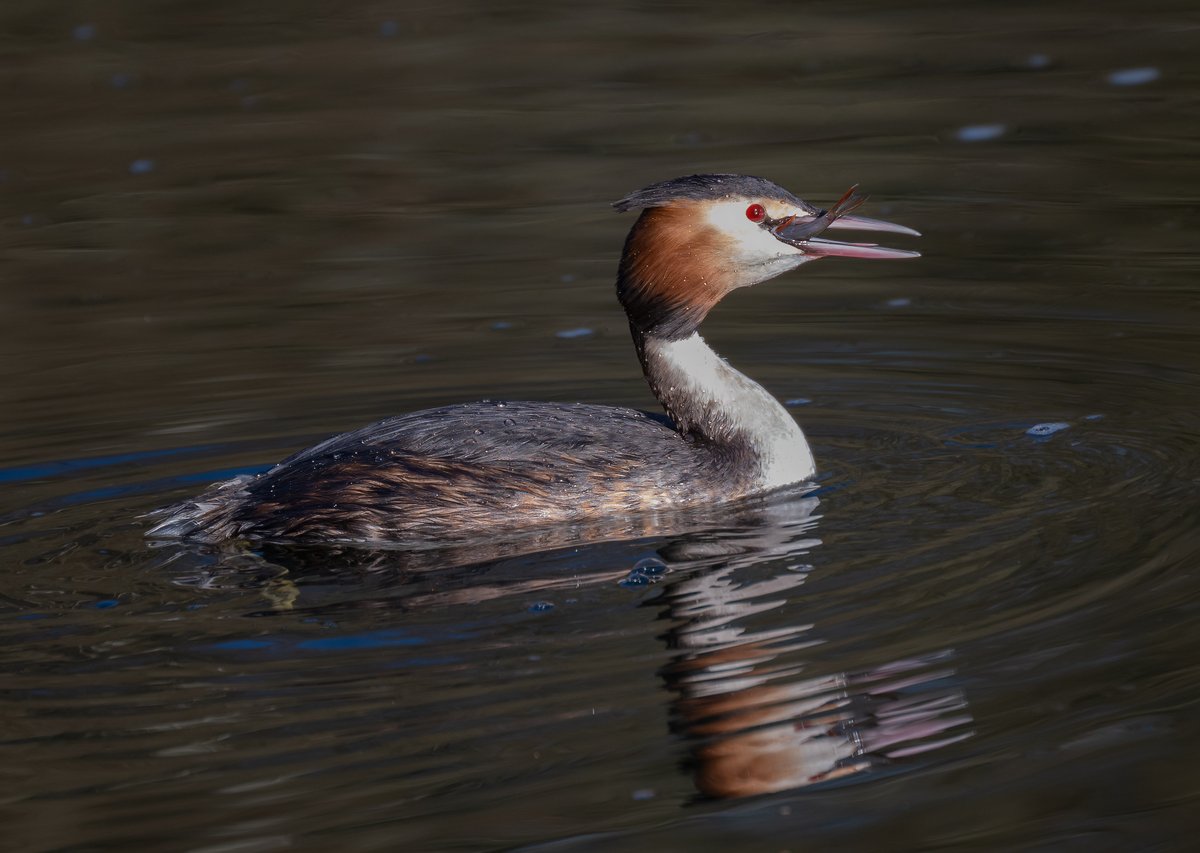 david alan bird tweet media