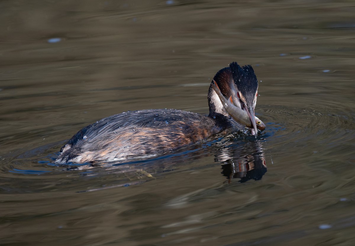 david alan bird tweet media