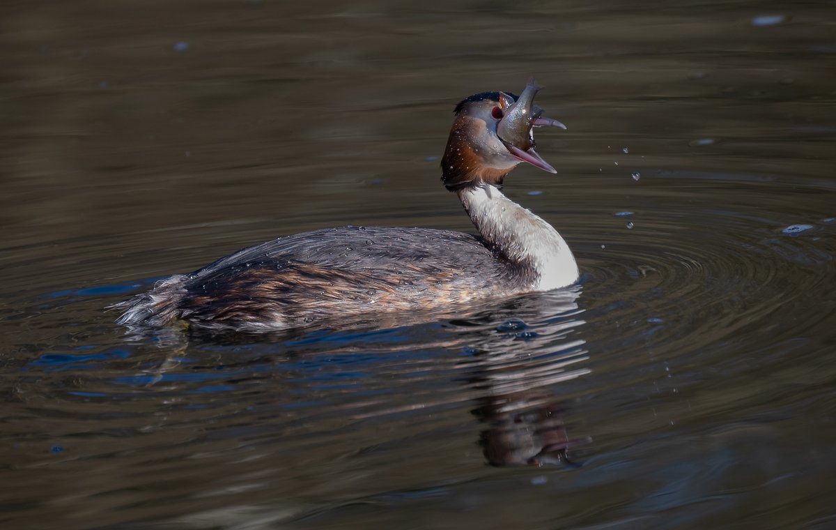 david alan bird tweet media