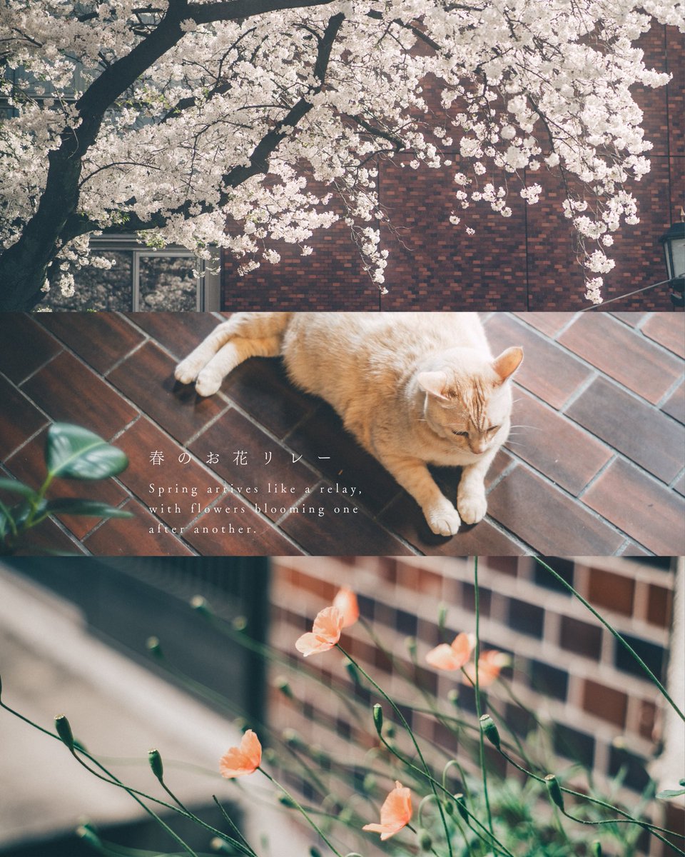 丹子tanco tweet media