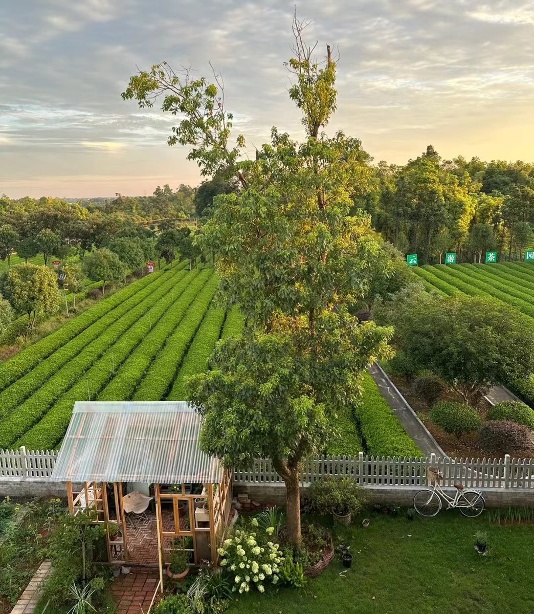 renee nelson tweet media