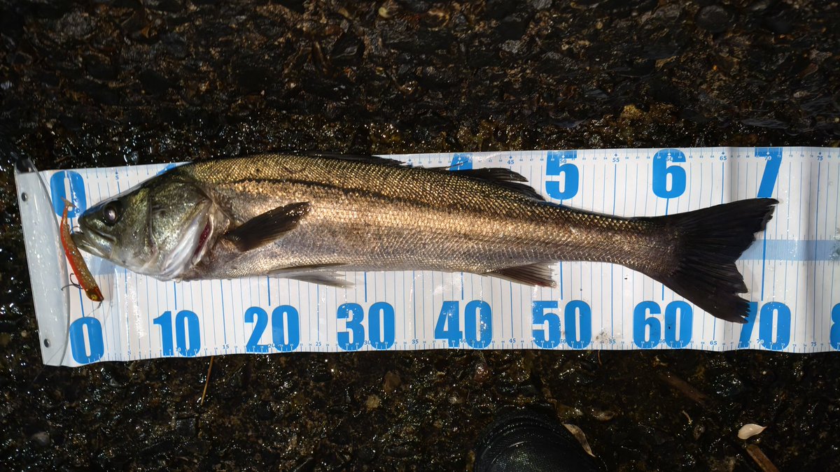 橘井茜@釣りする人 tweet media