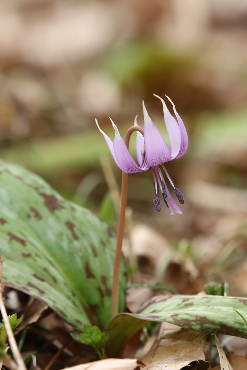 岳(だけぶき)蕗 tweet media