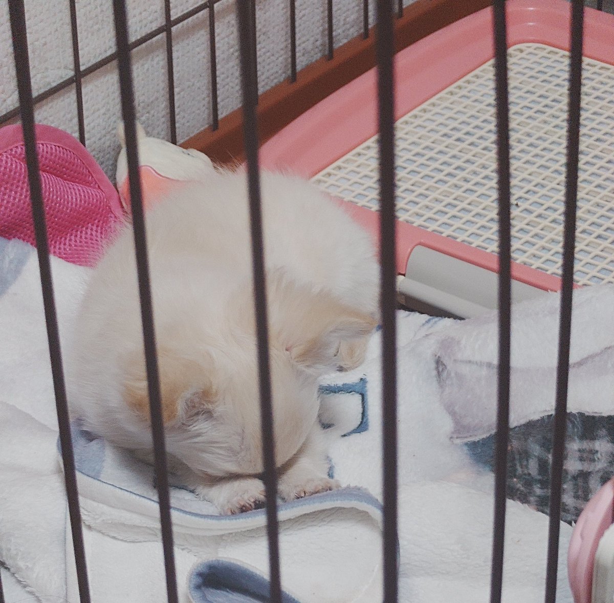 わんこ版ごめん寝🐶
大暴れ後の電池切れ😂
#チワワ
#パピー