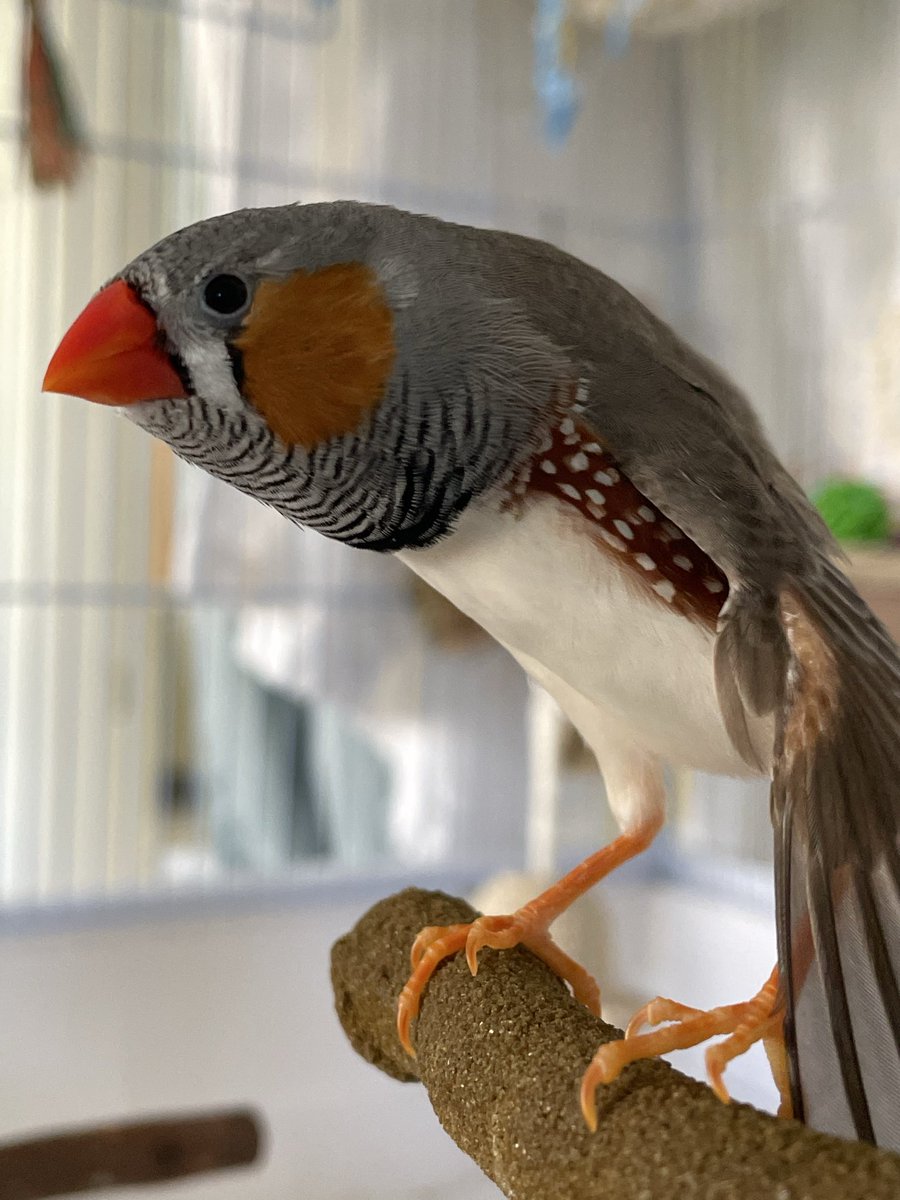 Aves • Artist & Finch Parent tweet media