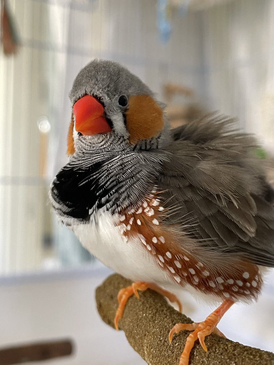 Aves • Artist & Finch Parent tweet media