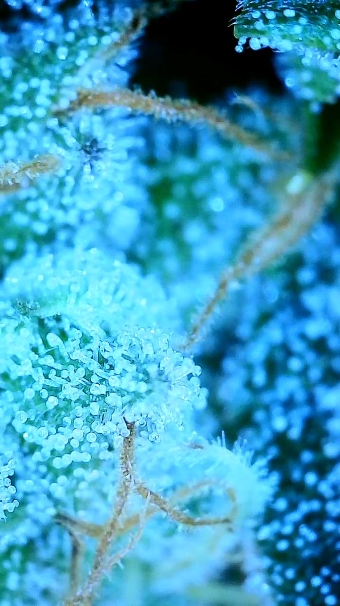 Ray_Jones tweet media