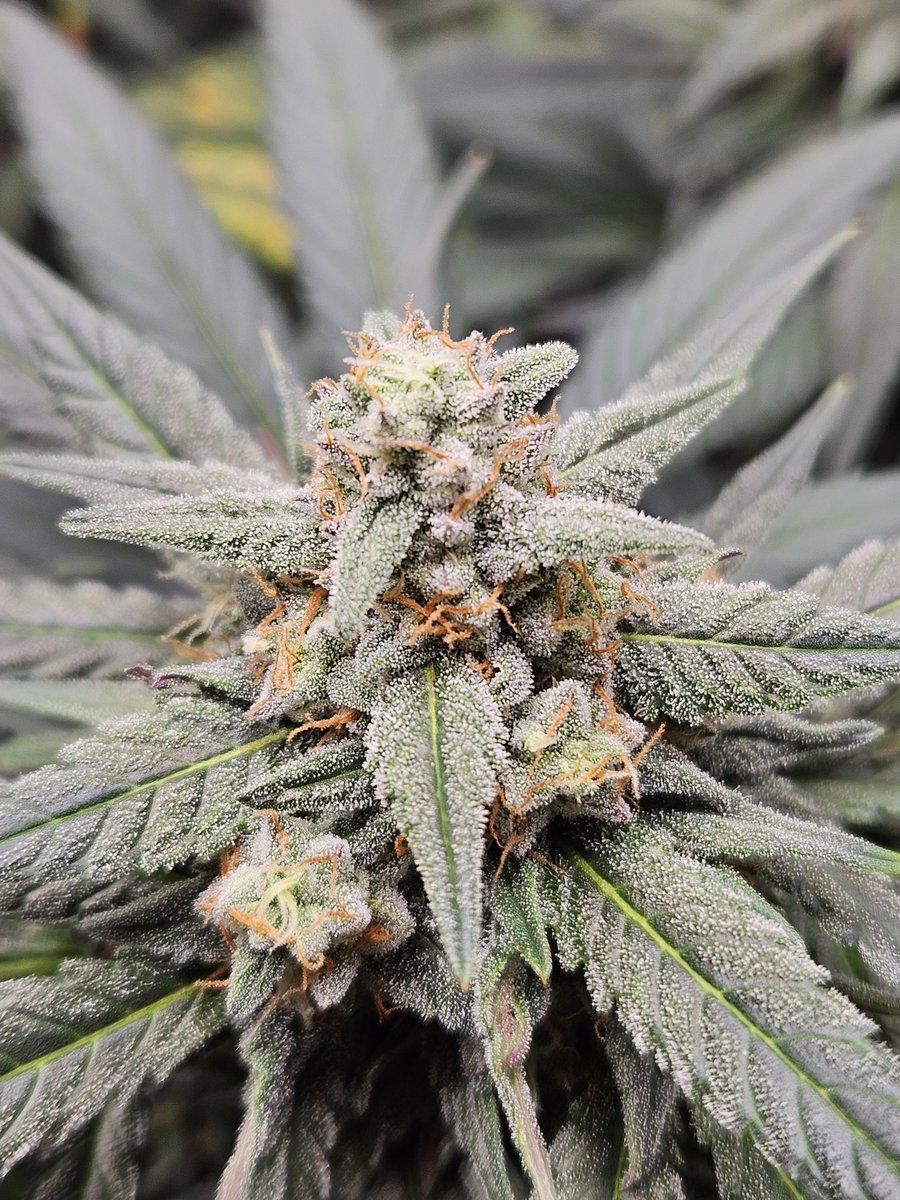 Ray_Jones tweet media