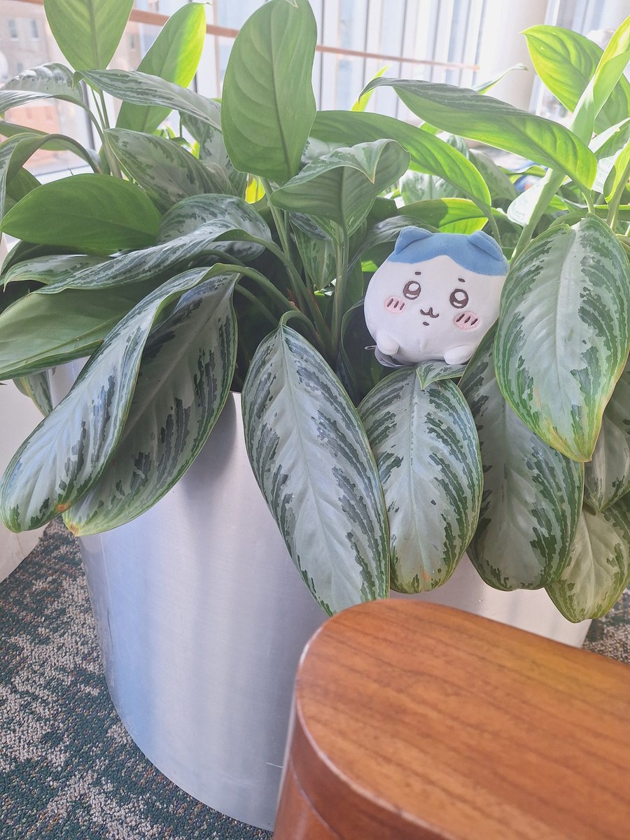 ╰┈➤I've secretly been on a med trip sorry for poofing neighbors! I'll return soonish from it! My heart is looking wonderful still after last surgery! My lungs have an infection apparently, but I'm on the mend.
More art soon I promise! 🫶