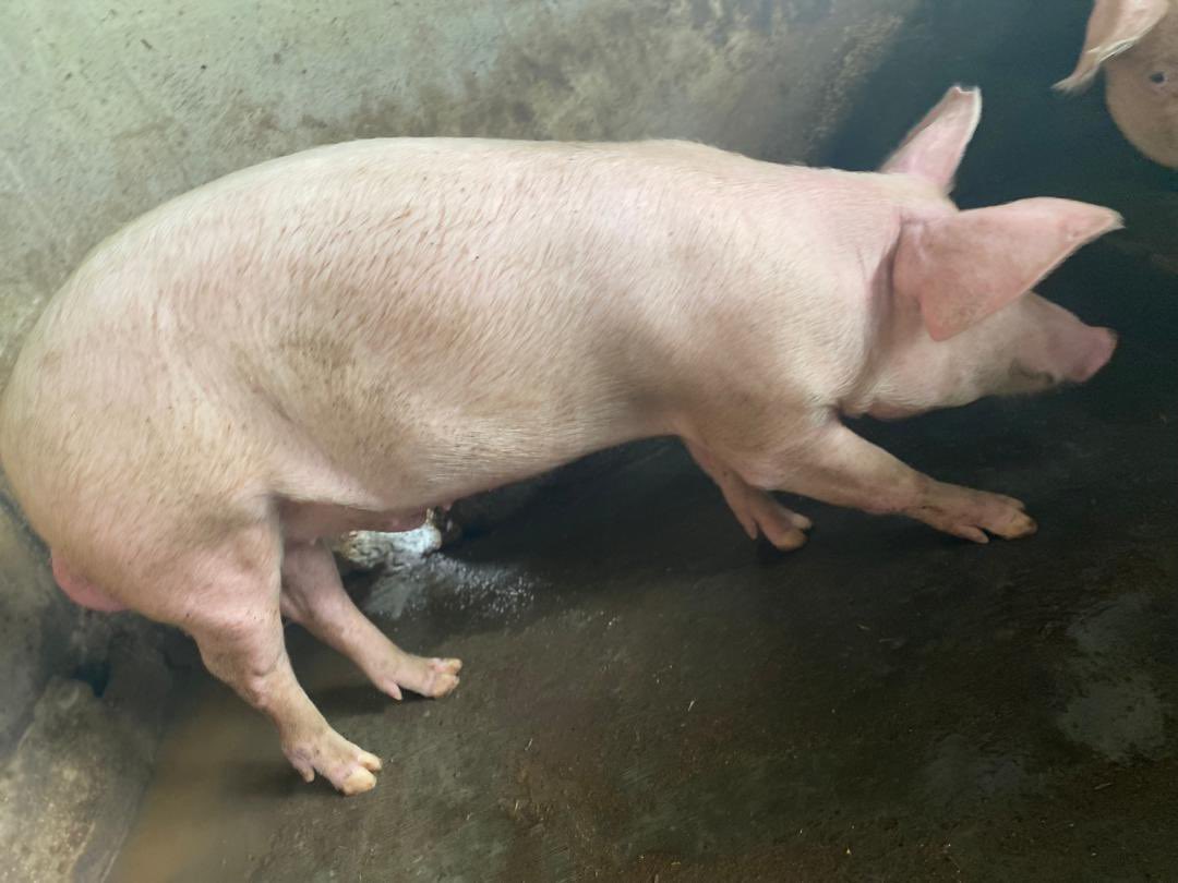 Omotayo Solomon Ayodeji tweet media