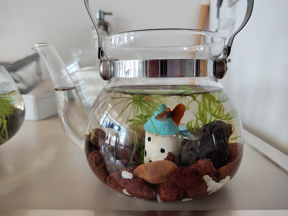 loschipsos tweet media